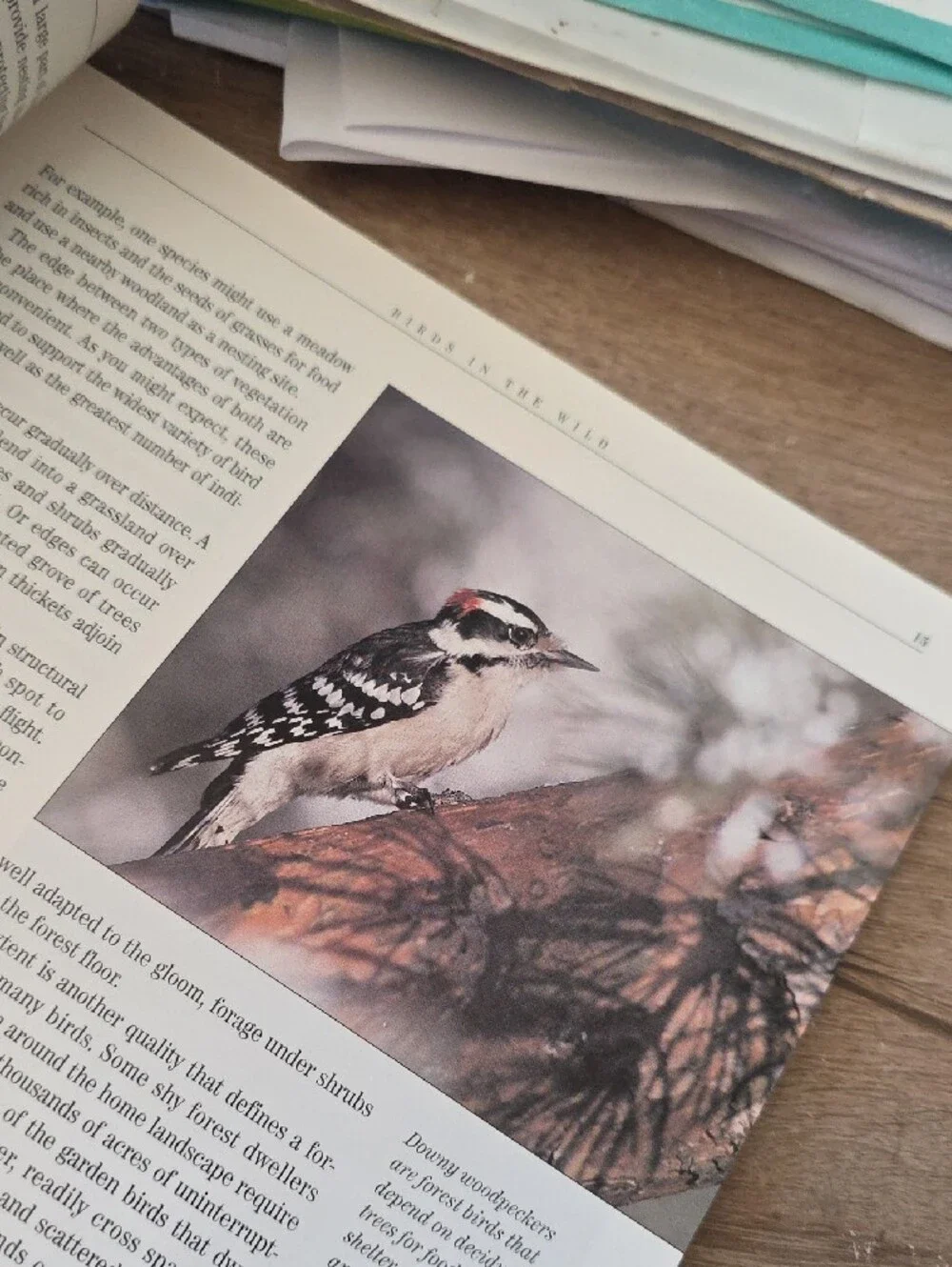 Blue Bird Care Guide - How to Attract Birds